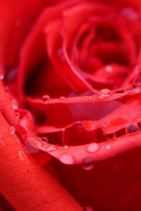 Preview wallpaper rose, bud, red, wet, dew, drops