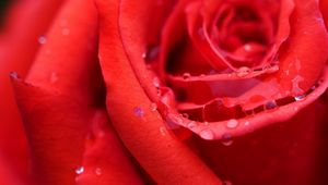 Preview wallpaper rose, bud, red, wet, dew, drops