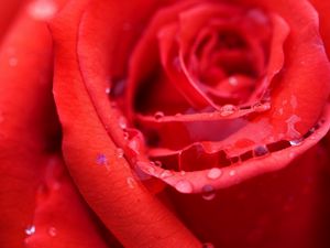 Preview wallpaper rose, bud, red, wet, dew, drops