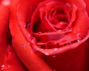 Preview wallpaper rose, bud, red, wet, dew, drops