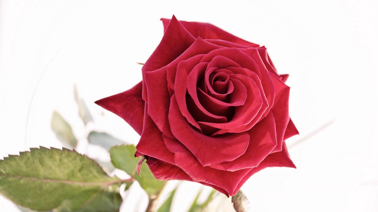 Wallpaper rose, bud, red, petals, beautiful