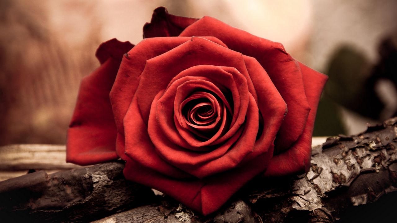 Wallpaper rose, bud, red, petals, macro