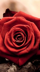 Preview wallpaper rose, bud, red, petals, macro
