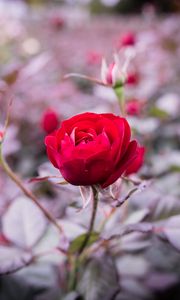 Preview wallpaper rose, bud, stem, blur