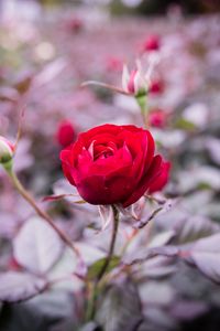 Preview wallpaper rose, bud, stem, blur