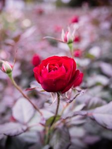 Preview wallpaper rose, bud, stem, blur