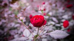 Preview wallpaper rose, bud, stem, blur