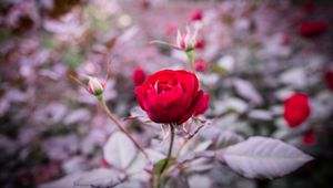 Preview wallpaper rose, bud, stem, blur