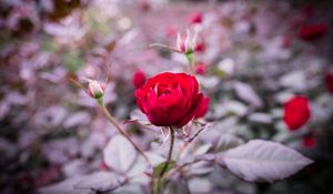 Preview wallpaper rose, bud, stem, blur