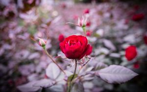 Preview wallpaper rose, bud, stem, blur