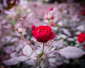 Preview wallpaper rose, bud, stem, blur