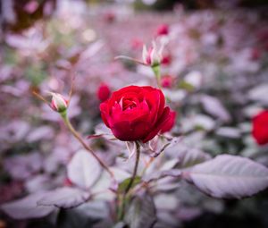 Preview wallpaper rose, bud, stem, blur