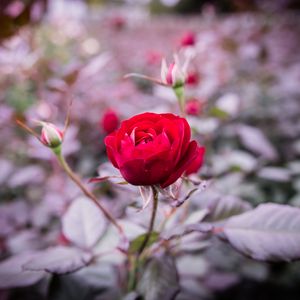 Preview wallpaper rose, bud, stem, blur