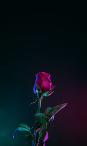 Preview wallpaper rose, bud, stem, dark background, leaves