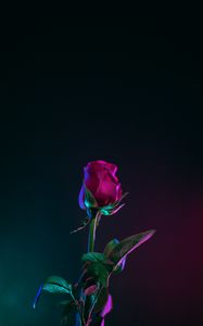 Preview wallpaper rose, bud, stem, dark background, leaves