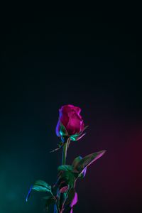 Preview wallpaper rose, bud, stem, dark background, leaves