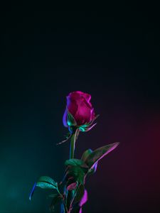 Preview wallpaper rose, bud, stem, dark background, leaves