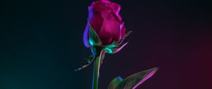 Preview wallpaper rose, bud, stem, dark background, leaves