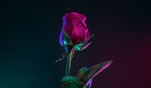 Preview wallpaper rose, bud, stem, dark background, leaves