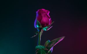 Preview wallpaper rose, bud, stem, dark background, leaves
