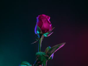 Preview wallpaper rose, bud, stem, dark background, leaves
