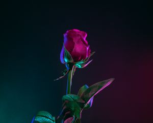 Preview wallpaper rose, bud, stem, dark background, leaves