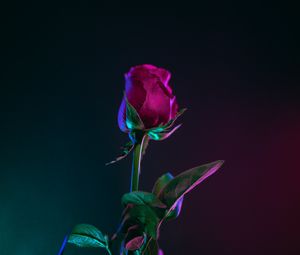 Preview wallpaper rose, bud, stem, dark background, leaves