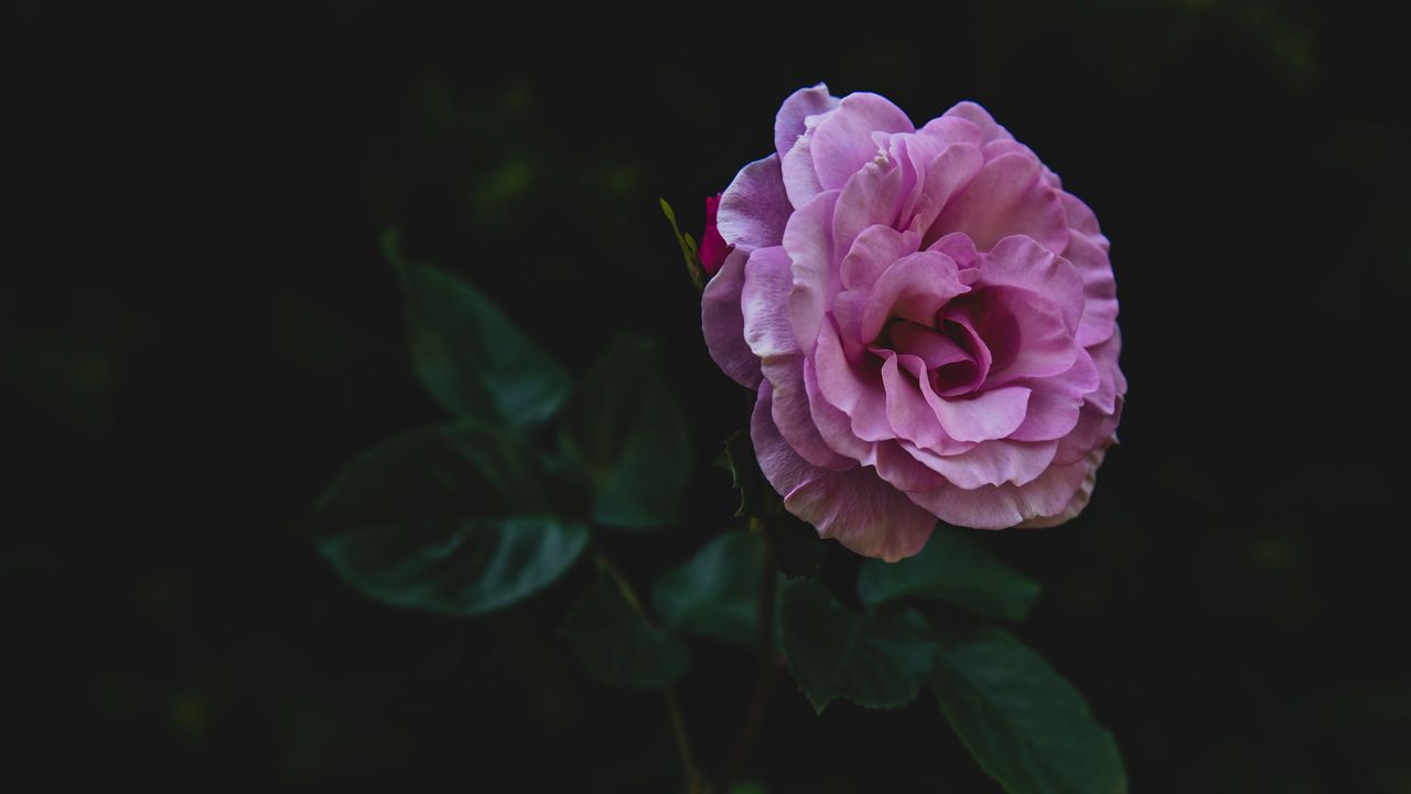 Wallpaper rose, bud, stem, petals, pink