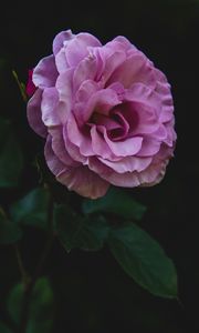 Preview wallpaper rose, bud, stem, petals, pink