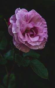 Preview wallpaper rose, bud, stem, petals, pink