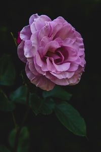 Preview wallpaper rose, bud, stem, petals, pink