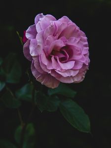 Preview wallpaper rose, bud, stem, petals, pink