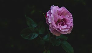 Preview wallpaper rose, bud, stem, petals, pink