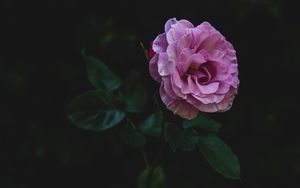 Preview wallpaper rose, bud, stem, petals, pink