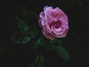 Preview wallpaper rose, bud, stem, petals, pink