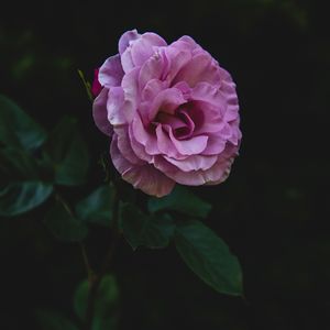 Preview wallpaper rose, bud, stem, petals, pink