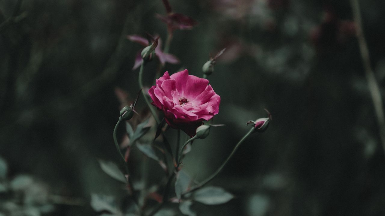 Wallpaper rose, bud, stem, pink