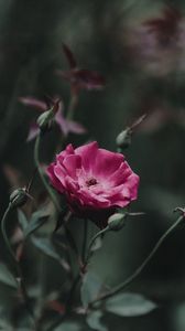 Preview wallpaper rose, bud, stem, pink