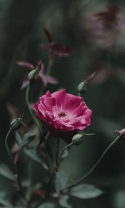 Preview wallpaper rose, bud, stem, pink