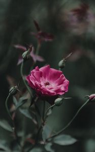 Preview wallpaper rose, bud, stem, pink