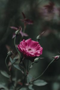 Preview wallpaper rose, bud, stem, pink