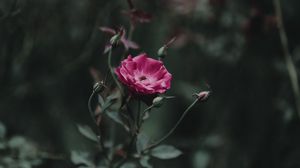 Preview wallpaper rose, bud, stem, pink