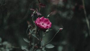 Preview wallpaper rose, bud, stem, pink