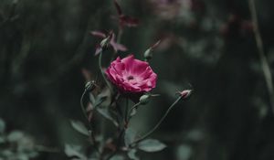 Preview wallpaper rose, bud, stem, pink