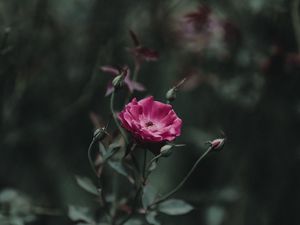 Preview wallpaper rose, bud, stem, pink