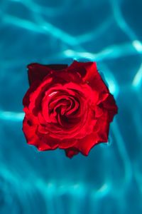 Preview wallpaper rose, bud, water, red
