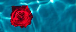 Preview wallpaper rose, bud, water, red