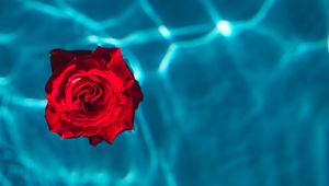 Preview wallpaper rose, bud, water, red