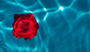 Preview wallpaper rose, bud, water, red
