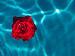 Preview wallpaper rose, bud, water, red